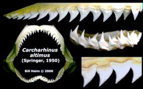 Carcharhinus altimus06.jpg
